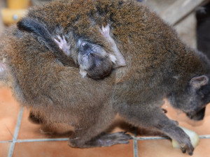 Dvojnásobná radost na Svatém kopečku. V zoo se narodila lemuří dvojčata
