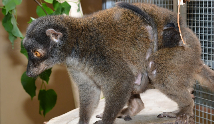 Dvojnásobná radost na Svatém kopečku. V zoo se narodili lemuří dvojčata