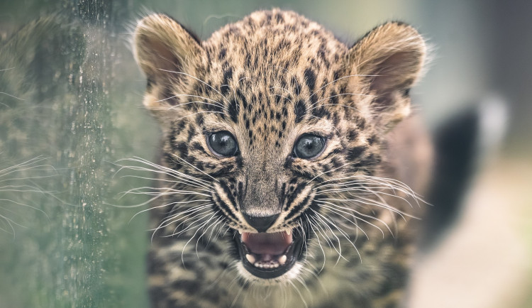 Další lákadlo Safari Parku ve Dvoře Králové: levhartí mláďata jsou ve výběhu