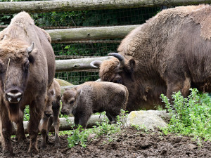 Zubří stádo na Svatém Kopečku se rozrostlo o dvě mláďata, jde o jediné odchovy na Moravě