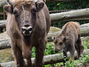 Zubří stádo na Svatém Kopečku se rozrostlo o dvě mláďata, jde o jediné odchovy na Moravě