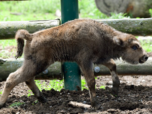 Zubří stádo na Svatém Kopečku se rozrostlo o dvě mláďata, jde o jediné odchovy na Moravě