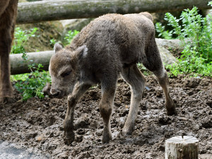 Zubří stádo na Svatém Kopečku se rozrostlo o dvě mláďata, jde o jediné odchovy na Moravě