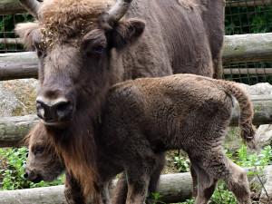 Zubří stádo na Svatém Kopečku se rozrostlo o dvě mláďata, jde o jediné odchovy na Moravě