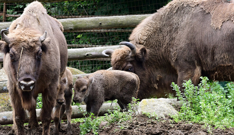 Zubří stádo na Svatém Kopečku se rozrostlo o dvě mláďata, jde o jediné odchovy na Moravě