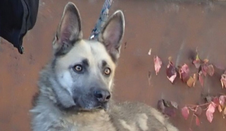 HLEDÁME PÁNÍČKA: Čtyři pejsci z Čech pod Kosířem zůstali opuštění a vyhlíží nový domov