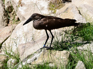 Bábovka je otevřená. V obří voliéře v olomoucké zoo se lidé projdou mezi cizokrajným ptactvem