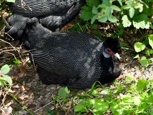 Bábovka je otevřená. V obří voliéře v olomoucké zoo se lidé projdou mezi cizokrajným ptactvem
