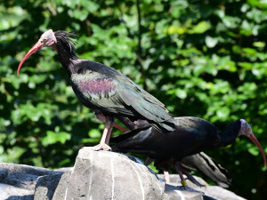 Bábovka je otevřená. V obří voliéře v olomoucké zoo se lidé projdou mezi cizokrajným ptactvem