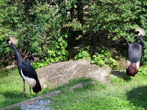 Bábovka je otevřená. V obří voliéře v olomoucké zoo se lidé projdou mezi cizokrajným ptactvem