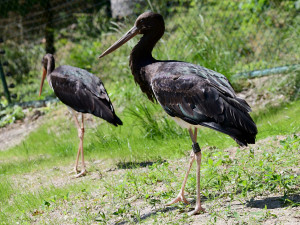 Bábovka je otevřená. V obří voliéře v olomoucké zoo se lidé projdou mezi cizokrajným ptactvem