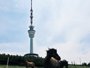Na Pradědu se pasou koně. Pomáhají udržet vzácnou a ohroženou přírodu před zarůstáním