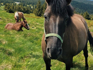 Na Pradědu se pasou koně. Pomáhají udržet vzácnou a ohroženou přírodu před zarůstáním