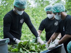 Regulovaný prodej kratomu: Revoluce na trhu přichází, Green Bali dominuje nabídce