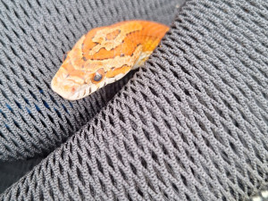 Hasiči v Litovli odchytli nádhernou užovku červenou a hledají chovatele, kterému utekla