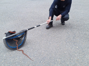Hasiči v Litovli odchytli nádhernou užovku červenou a hledají chovatele, kterému utekla