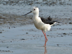 Vzácné pisily čáponohé zahnízdily na Prostějovsku, mají dlouhé červené nohy