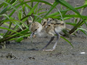 Vzácné pisily čáponohé zahnízdily na Prostějovsku, mají dlouhé červené nohy