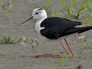 Vzácné pisily čáponohé zahnízdily na Prostějovsku, mají dlouhé červené nohy