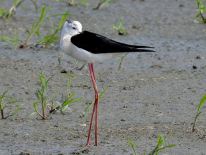 Vzácné pisily čáponohé zahnízdily na Prostějovsku, mají dlouhé červené nohy