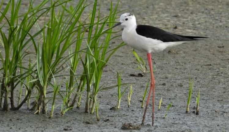 Vzácné pisily čáponohé zahnízdily na Prostějovsku, mají dlouhé červené nohy