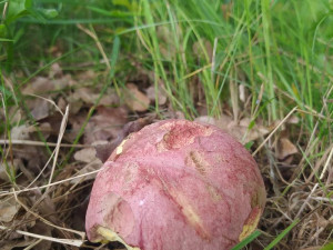 Houbařská sezóna startuje. Po deštích se objevují první hřiby, lidé se chlubí svými úlovky