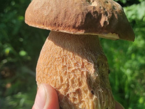 Houbařská sezóna startuje. Po deštích se objevují první hřiby, lidé se chlubí svými úlovky