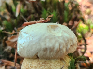 Houbařská sezóna startuje. Po deštích se objevují první hřiby, lidé se chlubí svými úlovky