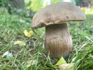 Houbařská sezóna startuje. Po deštích se objevují první hřiby, lidé se chlubí svými úlovky