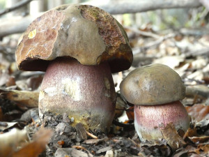 Houbařská sezóna startuje. Po deštích se objevují první hřiby, lidé se chlubí svými úlovky