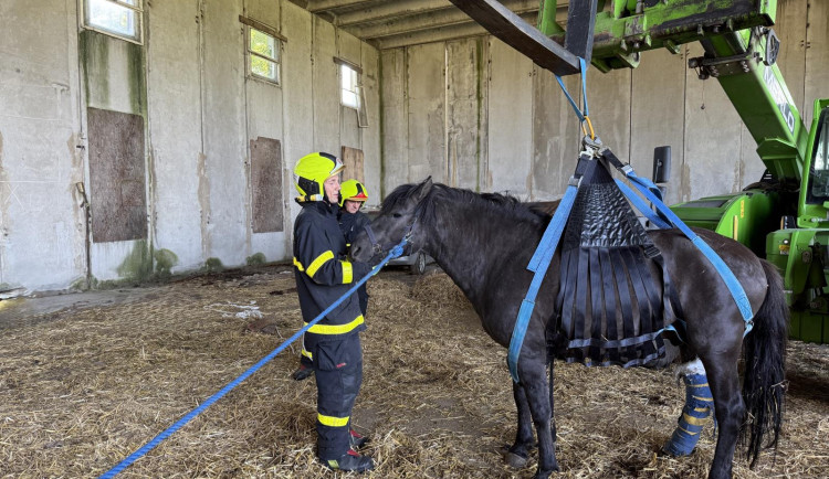 Tři jednotky hasičů zachraňovaly koně na Opavsku, který sám nedokázal vstát