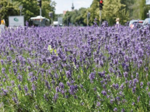 V Prostějově někdo opakovaně krade trvalky ze záhonů. Strážníci prověří kamerové záznamy