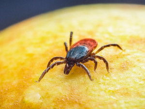 Pozor na klíšťata. Olomoucký kraj má obrovský nárůst případů lymeské borreliózy