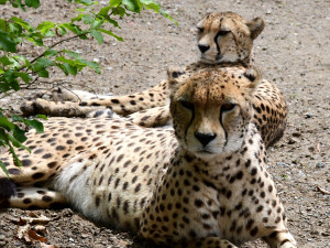 Samec geparda se už v olomoucké zoo těší na dvě samice. Přicestovaly z Polska