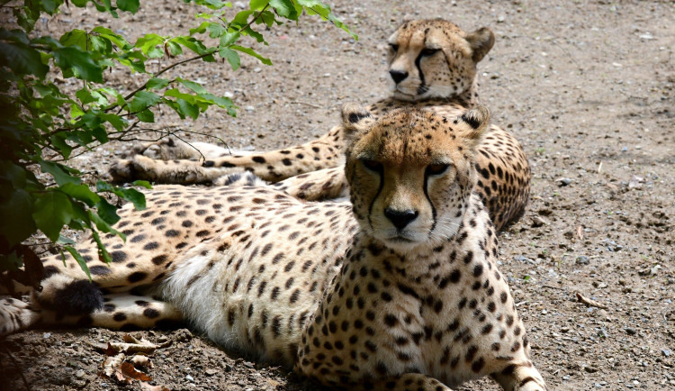 VIDEO: Samec geparda v olomoucké zoo se už těší na dvě samice. Přicestovaly z Polska
