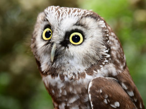 Sýc či kraska. Zoo na Svatém Kopečku otevřela nové voliéry pro chladnomilné ptáky