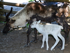 Stádo sobů polárních se rozrostlo o šest mláďat. Chov v Zoo Olomouc patří mezi evropskou špičku