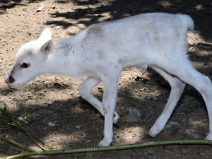 Stádo sobů polárních se rozrostlo o šest mláďat. Chov v Zoo Olomouc patří mezi evropskou špičku