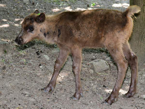 Stádo sobů polárních se rozrostlo o šest mláďat. Chov v Zoo Olomouc patří mezi evropskou špičku