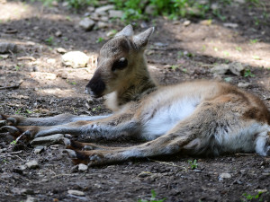 Stádo sobů polárních se rozrostlo o šest mláďat. Chov v Zoo Olomouc patří mezi evropskou špičku