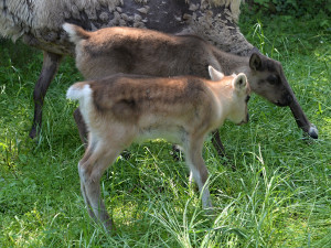 Stádo sobů polárních se rozrostlo o šest mláďat. Chov v Zoo Olomouc patří mezi evropskou špičku