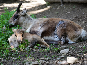 Stádo sobů polárních se rozrostlo o šest mláďat. Chov v Zoo Olomouc patří mezi evropskou špičku