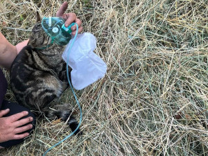 Ve vesničce u Bouzova plameny poničily dům, hasiči podali kyslíkovou terapii kocourovi