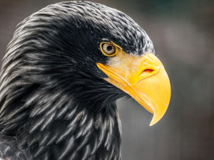 Zažijte velkolepý rytířský turnaj na hradě Sovinec