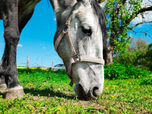 TIP NA VÝLET: Nenáročná procházka k rozhledně Tučín nabídne krásné výhledy do okolí