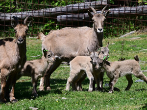 Nová mláďata kozorožce kavkazského. Olomoucká zoo má největší stádo na světě