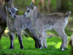 Nová mláďata kozorožce kavkazského. Olomoucká zoo má největší stádo na světě