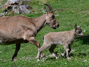 Nová mláďata kozorožce kavkazského. Olomoucká zoo má největší stádo na světě