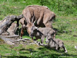 Nová mláďata kozorožce kavkazského. Olomoucká zoo má největší stádo na světě