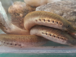 Záchrana vymírající populace mihulí v Jeseníkách. Odchov larev byl úspěšný